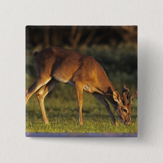 Witstaarthert, Odocoileus virginianus Vierkante Button 5,1 Cm (Voorkant)