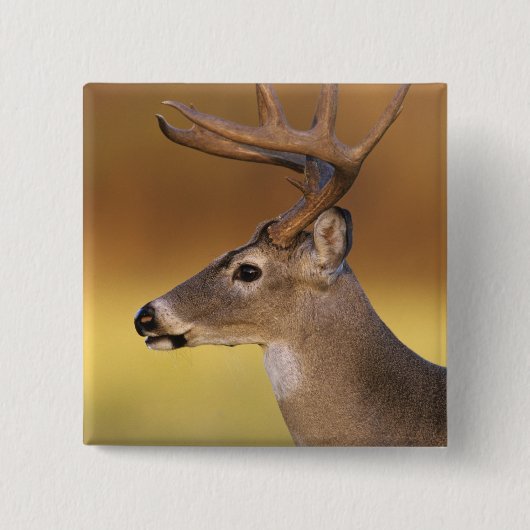 Witstaarthert, Odocoileus virginianus, Vierkante Button 5,1 Cm (Voorkant)