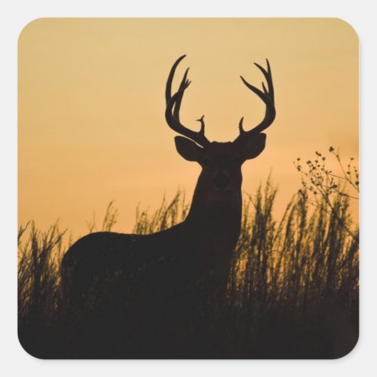 Witstaarthert Odocoileus virginianus) Vierkante Sticker (Voorkant)