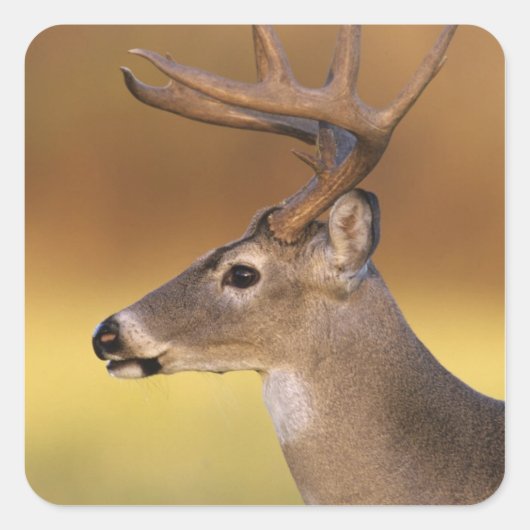 Witstaarthert, Odocoileus virginianus, Vierkante Sticker (Voorkant)