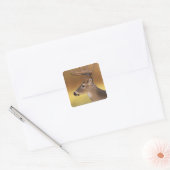 Witstaarthert, Odocoileus virginianus, Vierkante Sticker (Envelop)