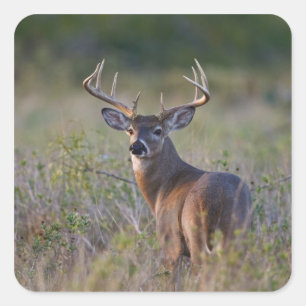 witstaarthert Odocoileus virginianus Vierkante Sticker