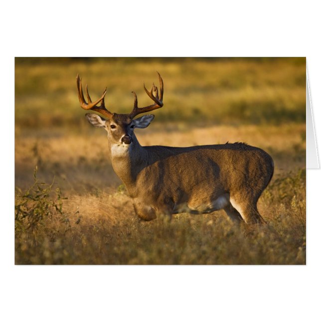 Witstaarthert (Odocoileus virginianus) volwassen (Voorkant Horizontaal)