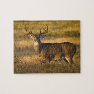 Witstaarthert (Odocoileus virginianus) volwassen Legpuzzel