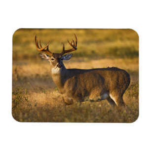 Witstaarthert (Odocoileus virginianus) volwassen Magneet