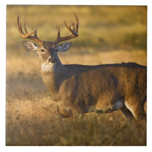 Witstaarthert (Odocoileus virginianus) volwassen Tegeltje