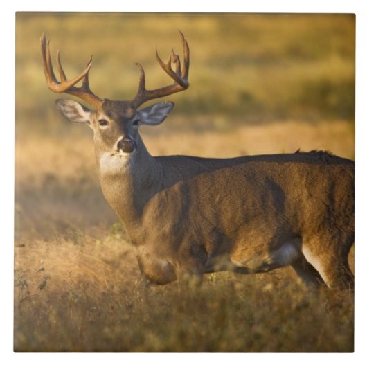 Witstaarthert (Odocoileus virginianus) volwassen Tegeltje (Voorkant)