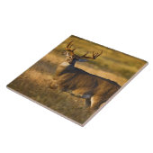 Witstaarthert (Odocoileus virginianus) volwassen Tegeltje (Zijkant)
