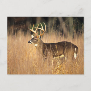 Witstaarthert   Smoky Mountains Tennessee Briefkaart
