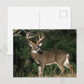 Witstaarthert | Tennessee Briefkaart (Voorkant / Achterkant)