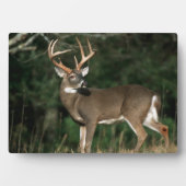 Witstaarthert | Tennessee Fotoplaat (voorkant)