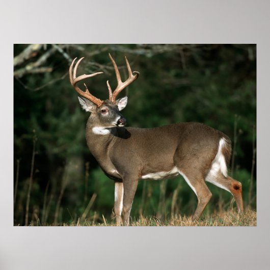 Witstaarthert | Tennessee Poster (Voorkant)