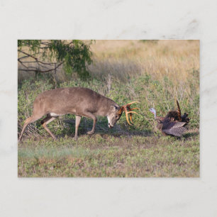 Witstaarthert vecht met wilde kalkoen briefkaart