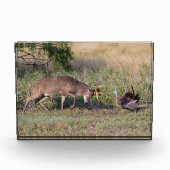 Witstaarthert vecht met wilde kalkoen fotoblokken (Voorkant)