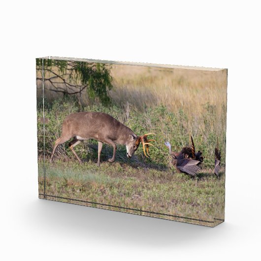 Witstaarthert vecht met wilde kalkoen fotoblokken (Rechts)