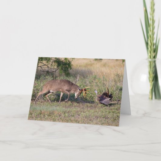 Witstaarthert vecht met wilde kalkoen kaart (Voorkant)