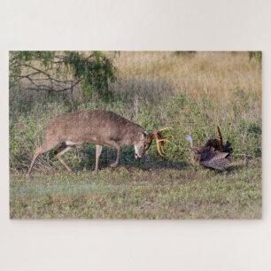 Witstaarthert vecht met wilde kalkoen legpuzzel