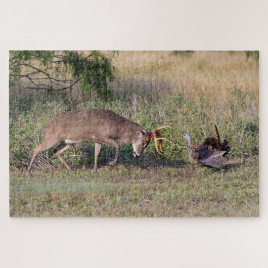 Witstaarthert vecht met wilde kalkoen legpuzzel (Horizontaal)