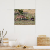 Witstaarthert vechtend met wilde kalkoen poster (Keuken)