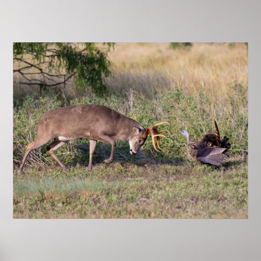 Witstaarthert vechtend met wilde kalkoen poster (Voorkant)