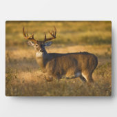 Witstaarthert | Zuid-Texas Fotoplaat (voorkant)