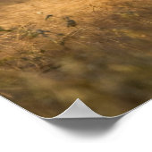 Witstaarthert | Zuid-Texas Poster (Hoek)