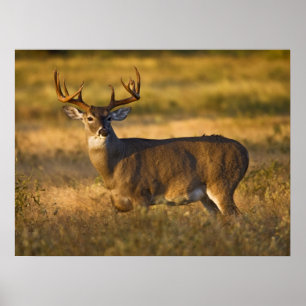 Witstaarthert   Zuid-Texas Poster
