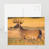 Witstaarthert | Zuid-TX Briefkaart (Voorkant / Achterkant)