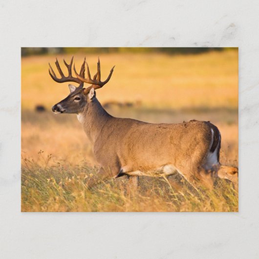 Witstaarthert | Zuid-TX Briefkaart (Voorkant)