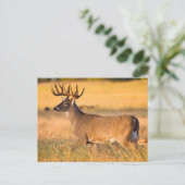 Witstaarthert | Zuid-TX Briefkaart (Staand voorkant)