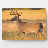 Witstaarthert | Zuid-TX Fotoplaat (voorkant)