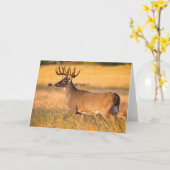 Witstaarthert | Zuid-TX Kaart (Gele Bloem)