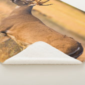 Witstaarthert | Zuid-TX Sherpa Deken (3/4)