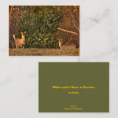 Witstaartherten bij Sunrise ATC Visitekaartje (Voorkant / Achterkant)