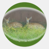 Witstaartherten Fawns Stickers (Voorkant)