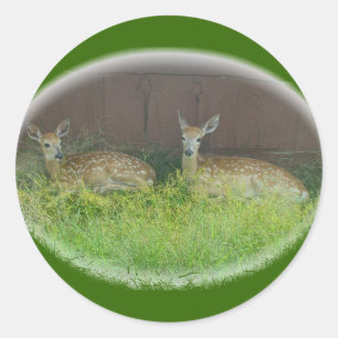 Witstaartherten Fawns Stickers
