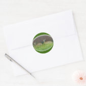 Witstaartherten Fawns Stickers (Envelop)