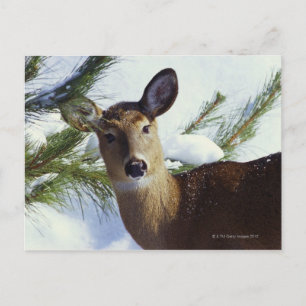 Witstaartherten (Odocoileus virginianus), Briefkaart