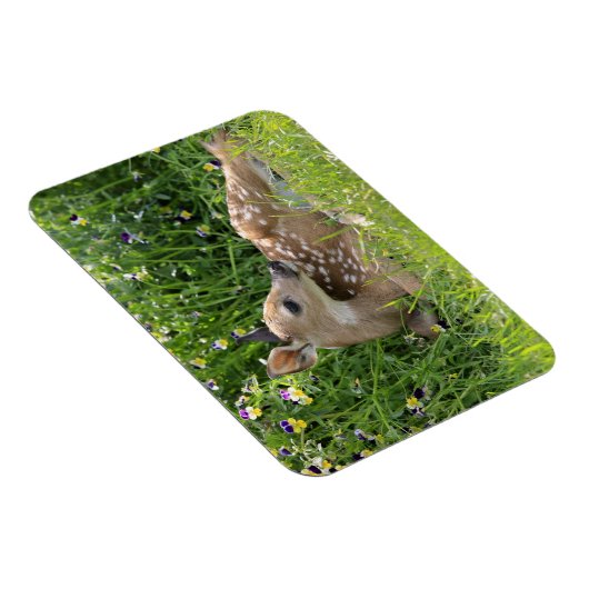 Witstaartherten (Odocoileus virginianus) Magneet (Rechterzijde)