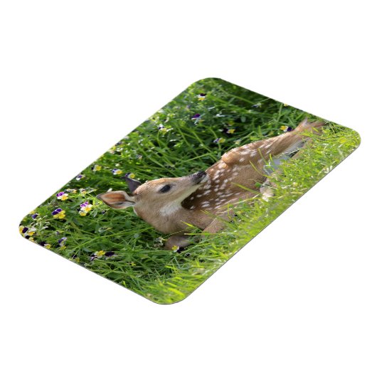 Witstaartherten (Odocoileus virginianus) Magneet (Linkerzijde)