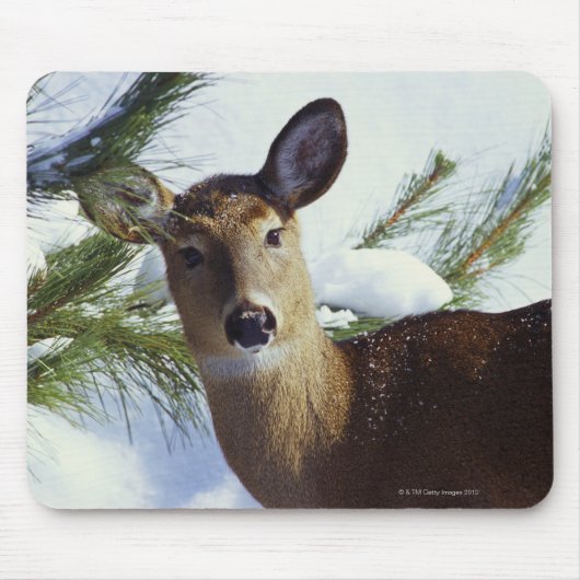 Witstaartherten (Odocoileus virginianus), Muismat (Voorkant)