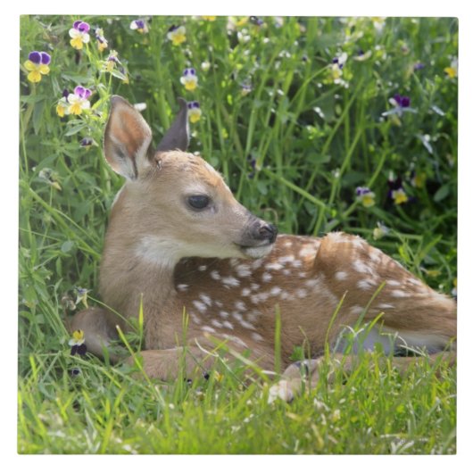 Witstaartherten (Odocoileus virginianus) Tegeltje (Voorkant)