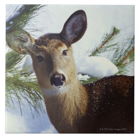 Witstaartherten (Odocoileus virginianus), Tegeltje (Voorkant)