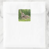 Witstaartherten (Odocoileus virginianus) Vierkante Sticker (Tas)