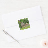Witstaartherten (Odocoileus virginianus) Vierkante Sticker (Envelop)