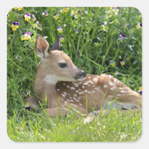 Witstaartherten (Odocoileus virginianus) Vierkante Sticker