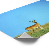 Witstaartherten Poster (Hoek)