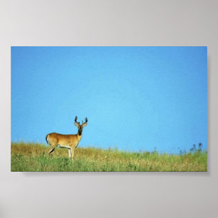 Witstaartherten Poster