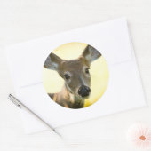Witstaartherten Young Buck Ronde Sticker (Envelop)