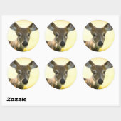 Witstaartherten Young Buck Ronde Sticker (Vel)